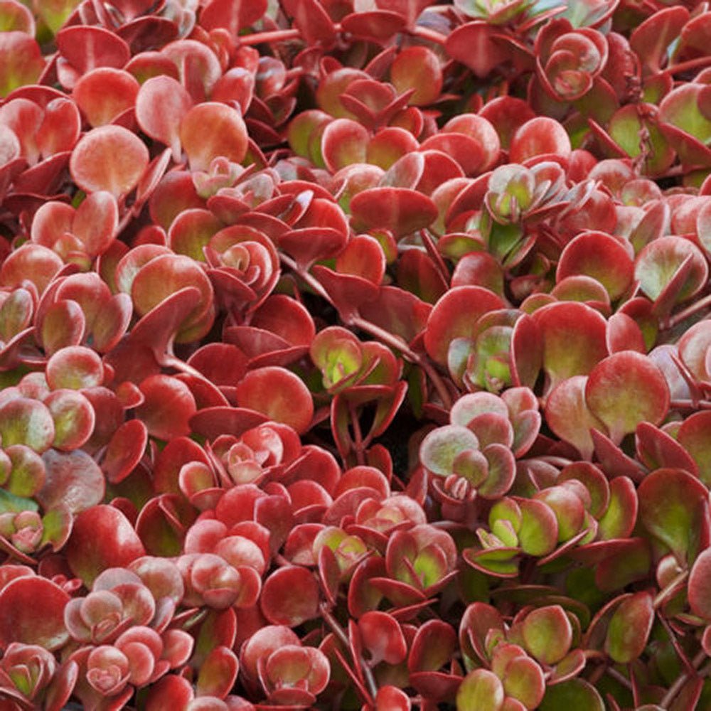Iarba Grasa (Sedum) Coral Reef