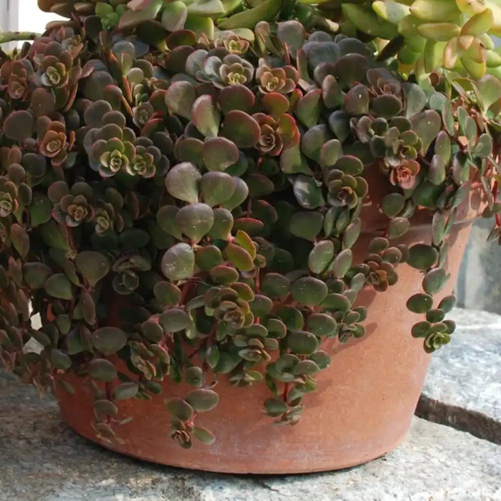 Iarba Grasa (Sedum) Coral Reef