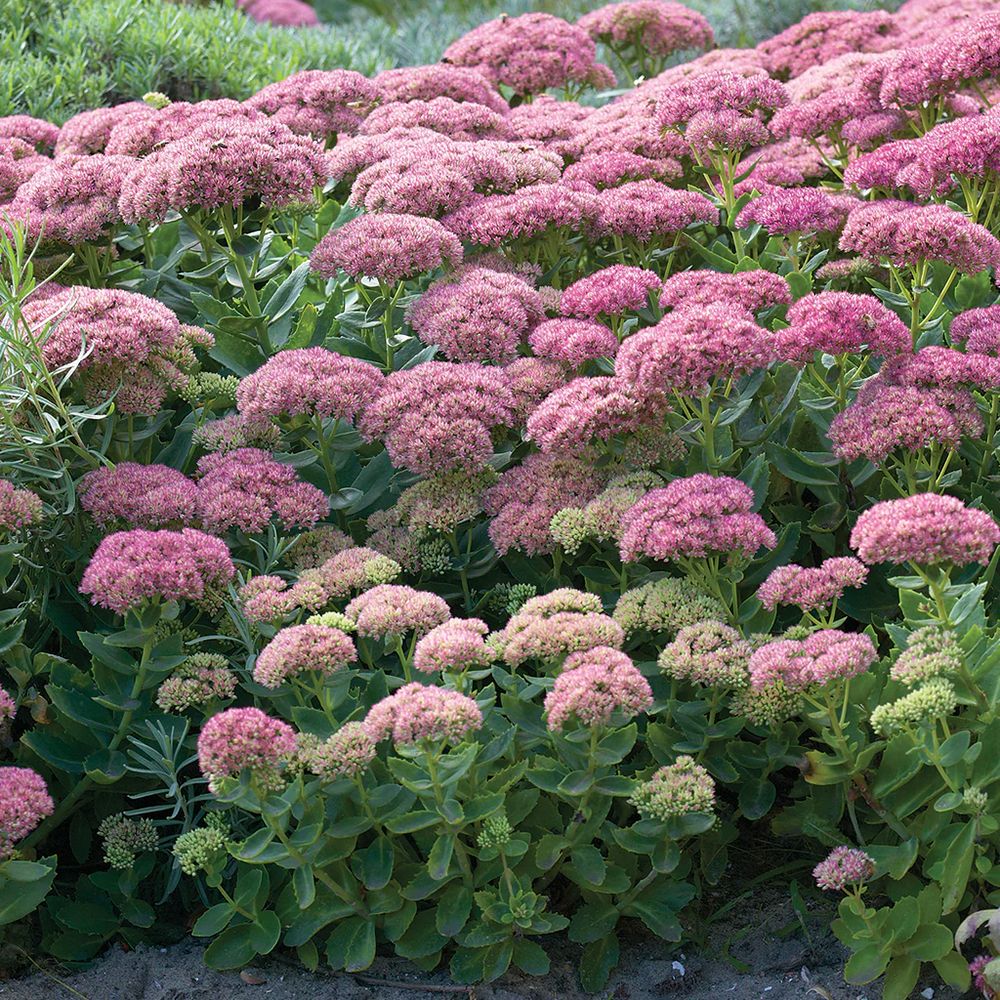 Iarba Grasa (Sedum) Herbstfreude, cu flori roz abundente