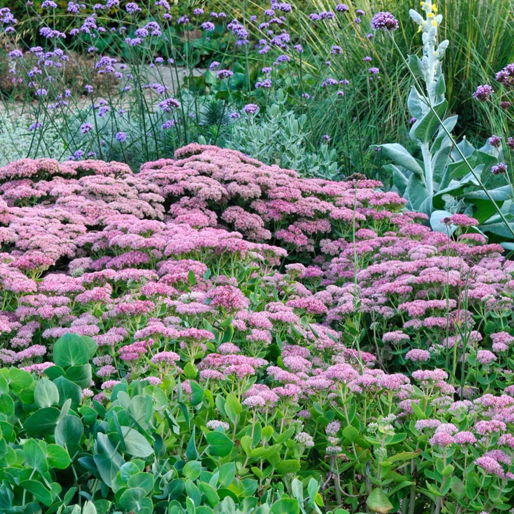 Iarba Grasa (Sedum) Herbstfreude, cu flori roz abundente