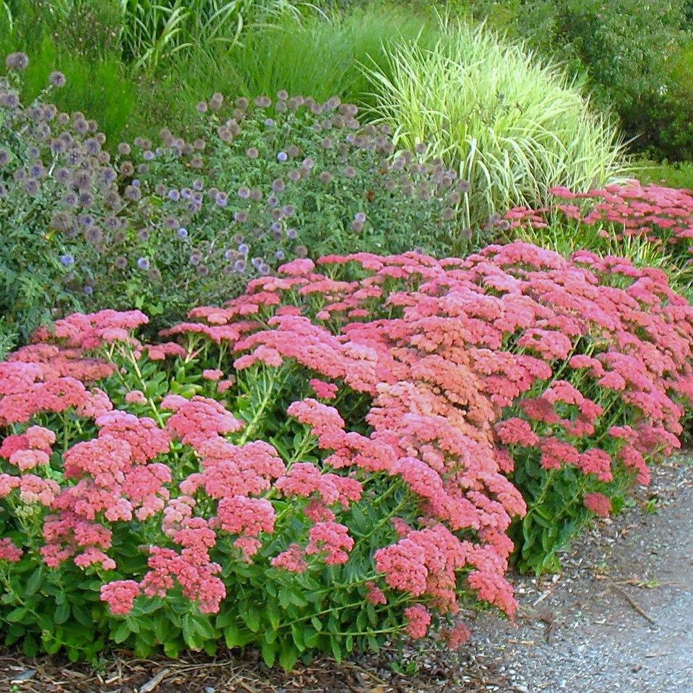 Iarba Grasa (Sedum) Herbstfreude, cu flori roz abundente