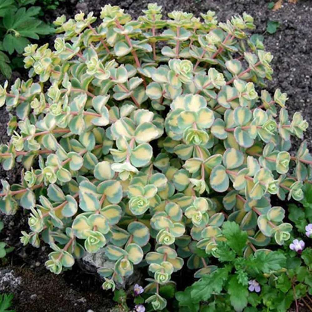 Iarba Grasa (Sedum) Mediovariegatum, cu flori roz si frunzis verde-galben