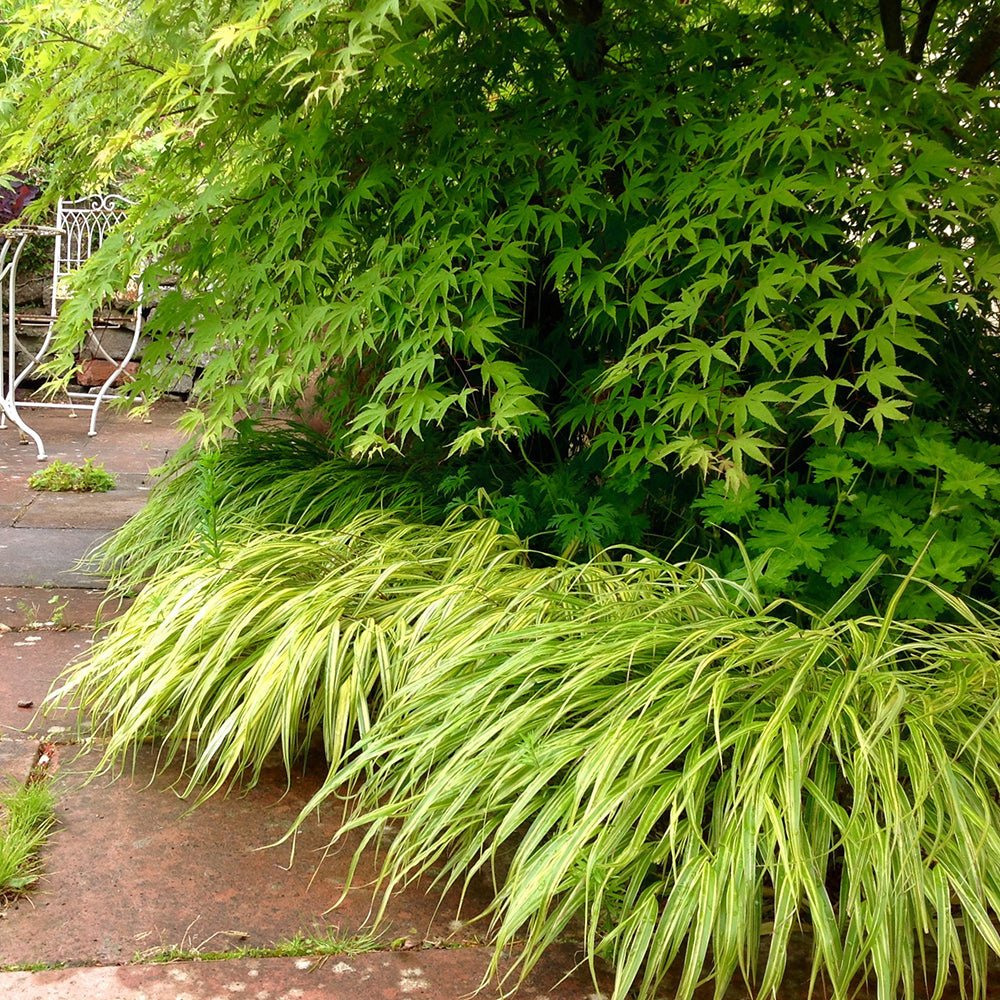 Iarba Hakonechloa All Gold, frunze aurii