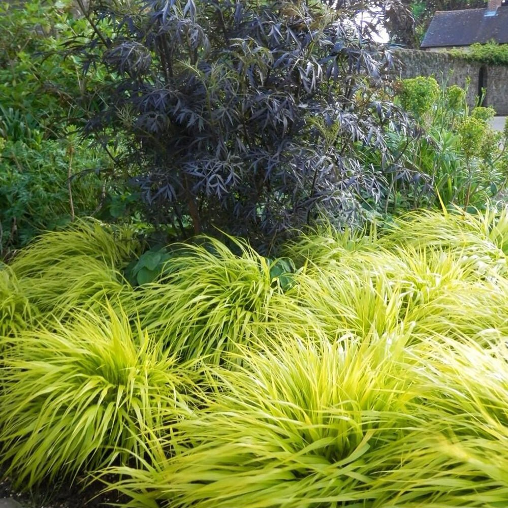 Iarba Hakonechloa All Gold, frunze aurii