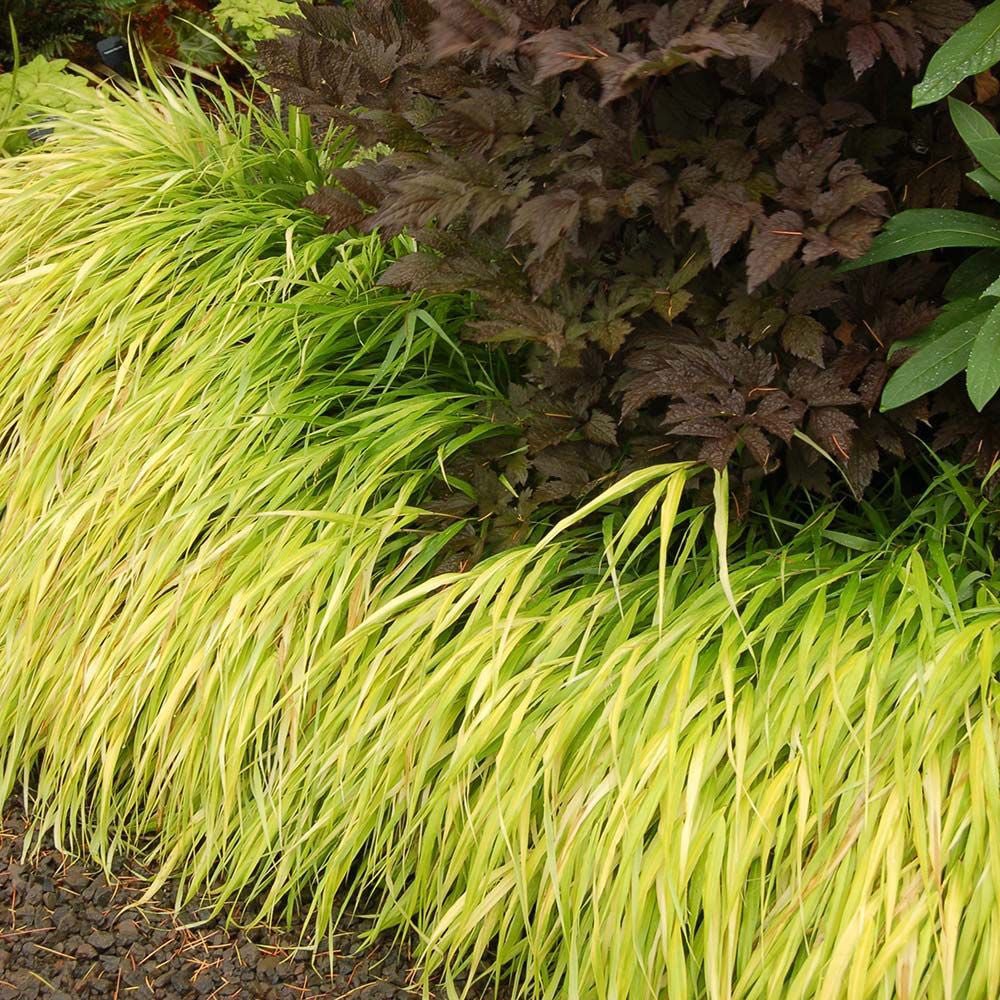 Iarba Hakonechloa All Gold, frunze aurii