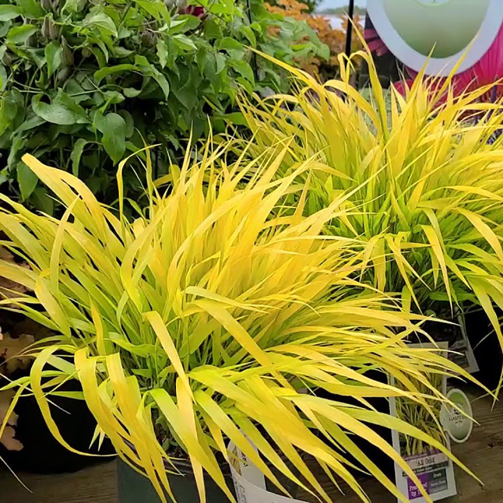 Iarba Hakonechloa All Gold, frunze aurii