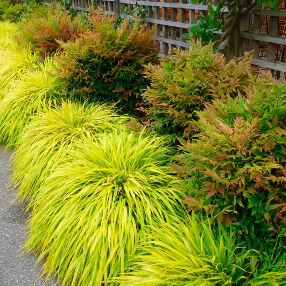 Iarba Hakonechloa All Gold, frunze aurii