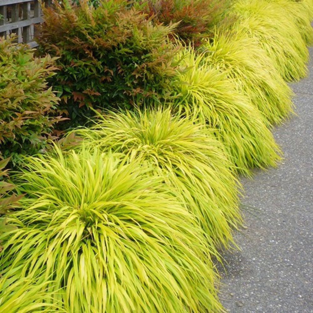 Iarba Hakonechloa All Gold, frunze aurii