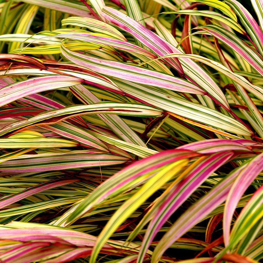 Iarba Hakonechloa Sunflare, culori spectaculoase