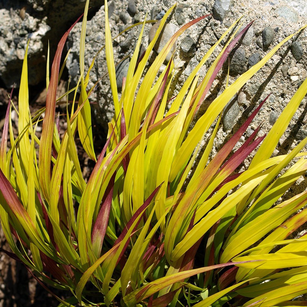Iarba Hakonechloa Sunflare, culori spectaculoase
