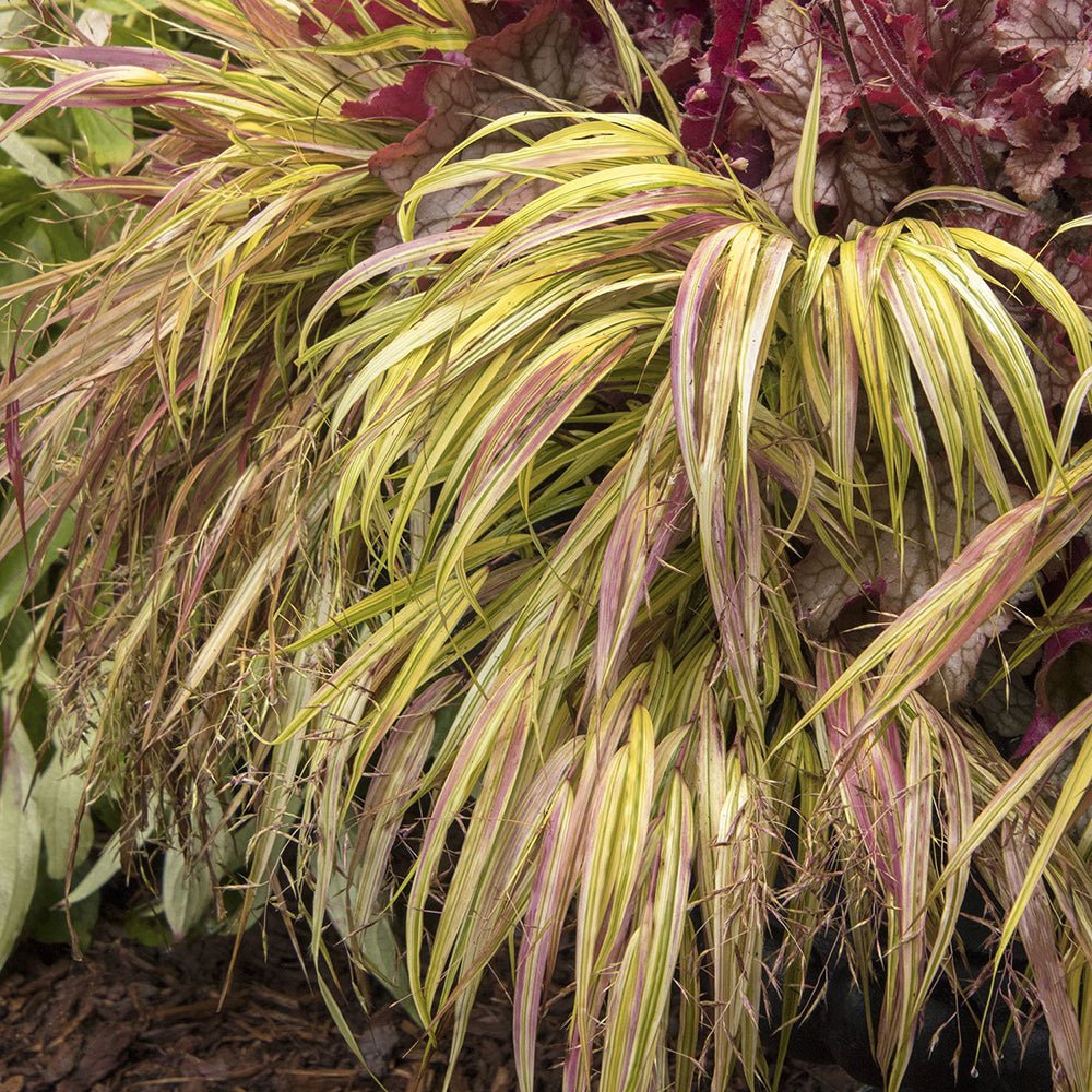 Iarba Hakonechloa Sunflare, culori spectaculoase