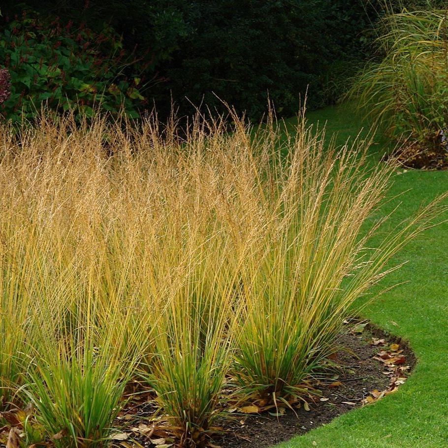 Iarba ornamentala Mireasa mlastinii (Molinia Heidebraut)