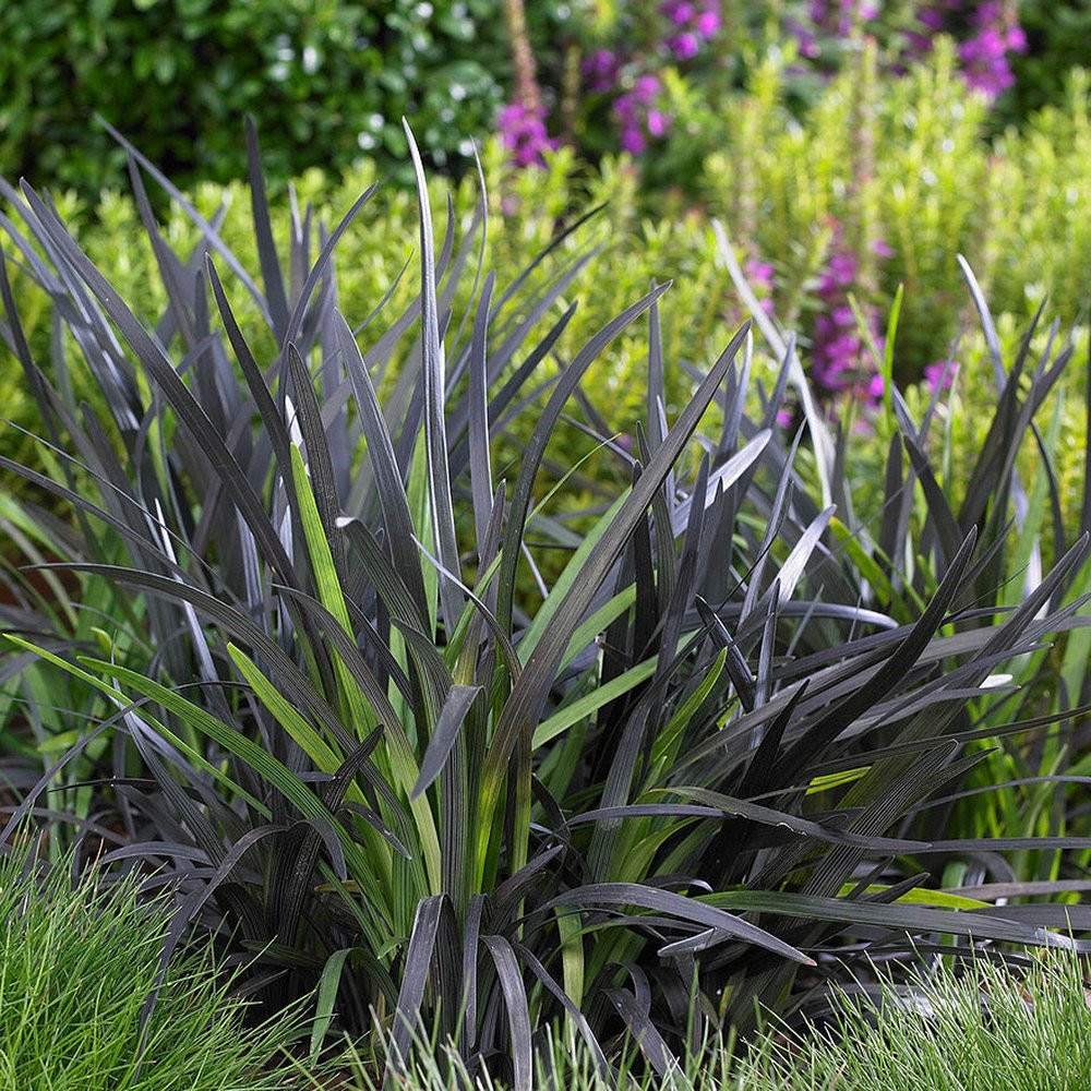 Iarba Neagra (Ophiopogon planiscapus Niger)