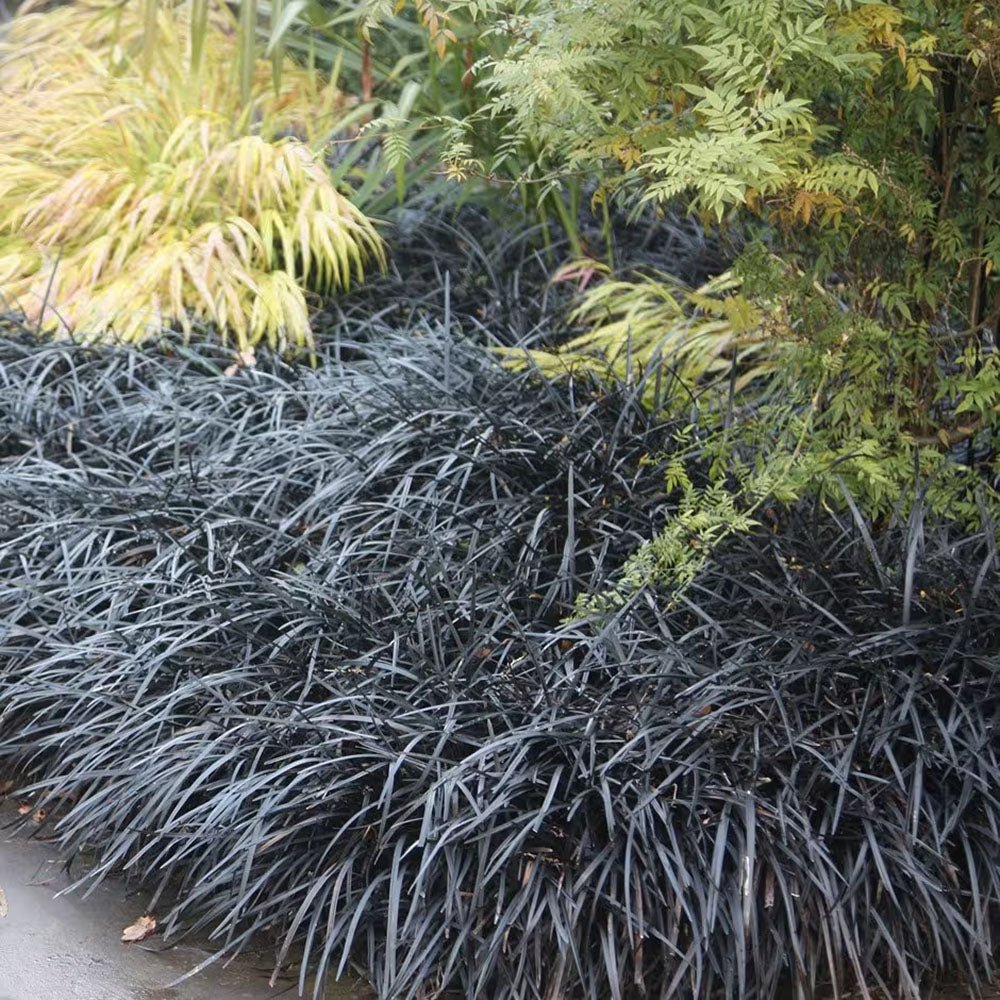 Iarba Neagra (Ophiopogon planiscapus Niger)