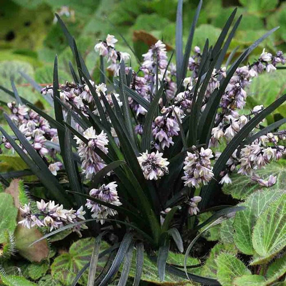 Iarba Neagra (Ophiopogon planiscapus Niger)