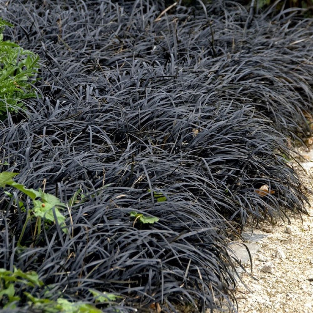 Iarba Neagra (Ophiopogon planiscapus Niger)