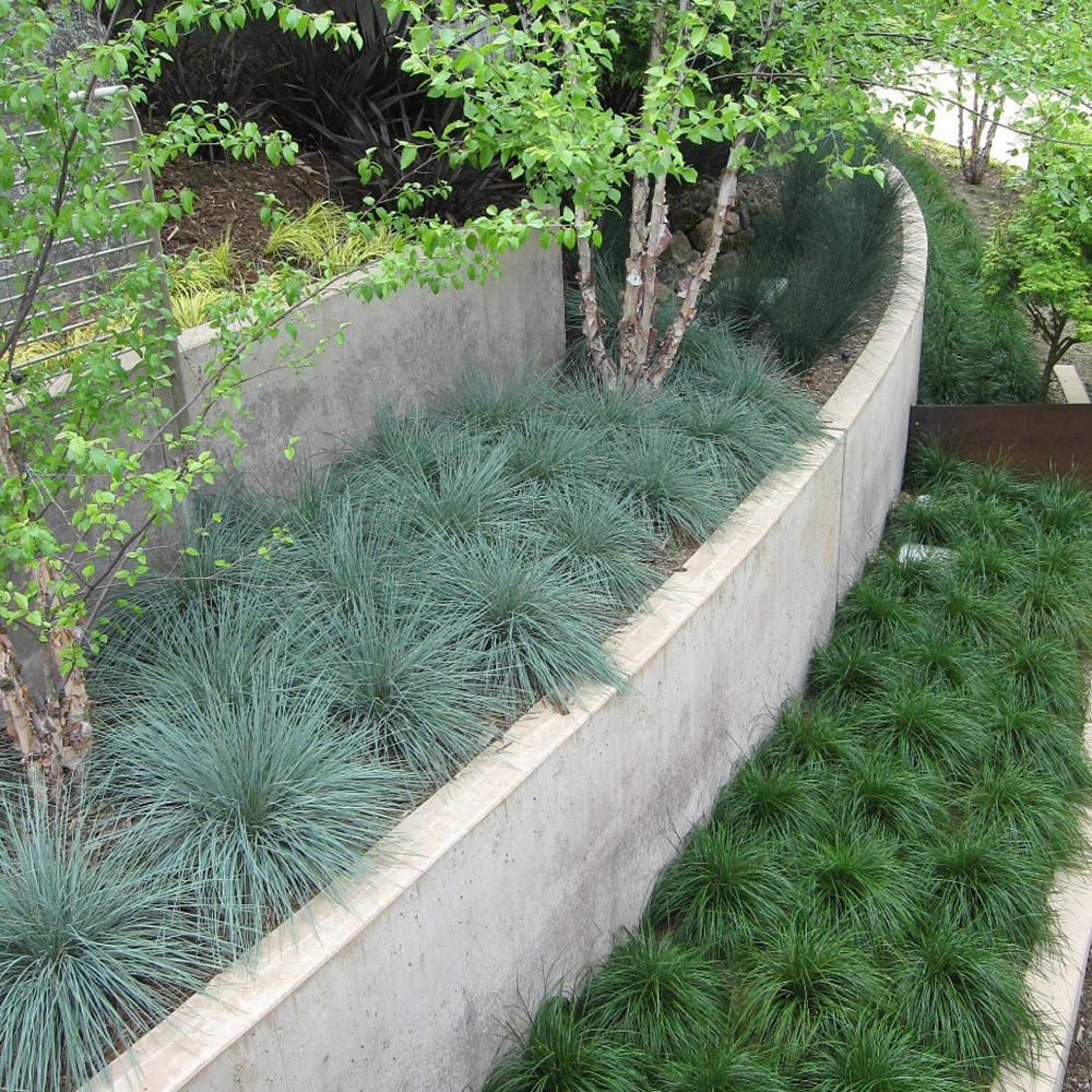 Iarba ornamentala albastra Leymus Arenarius Blue Dune