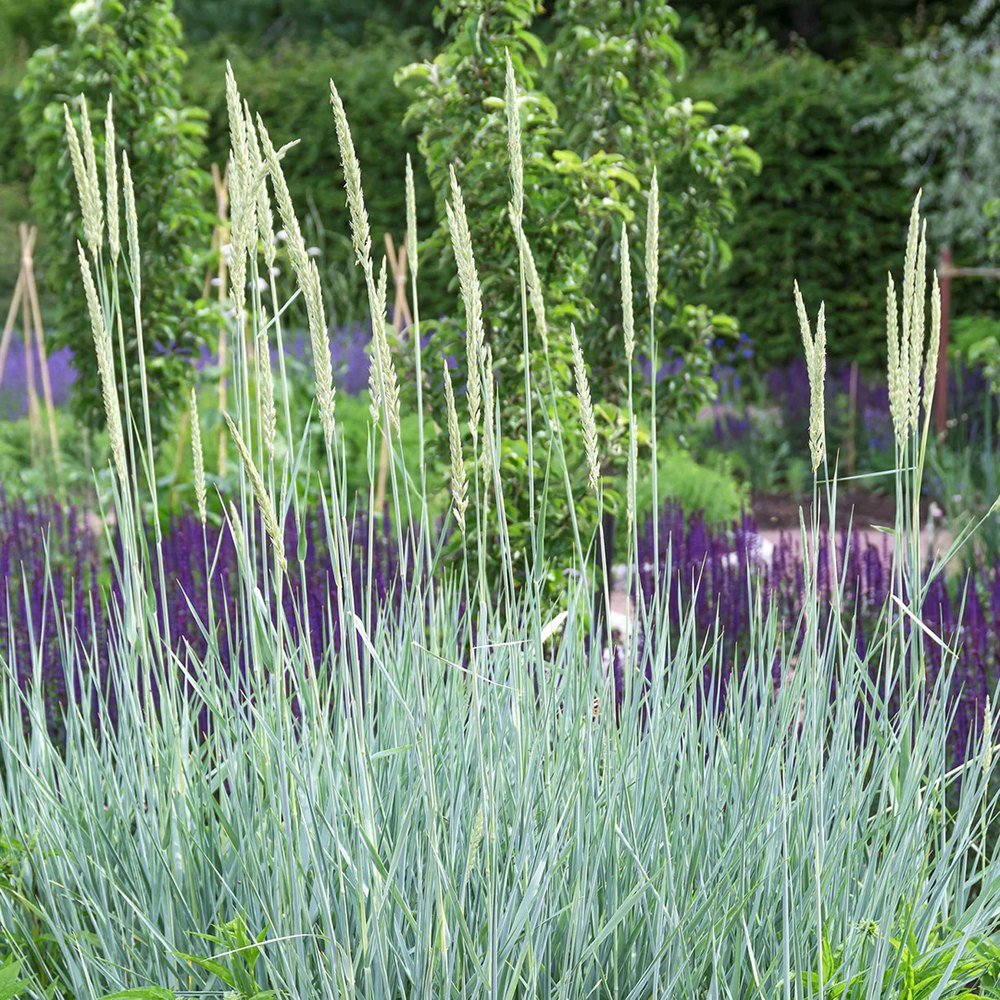 Iarba ornamentala albastra Leymus Arenarius Blue Dune