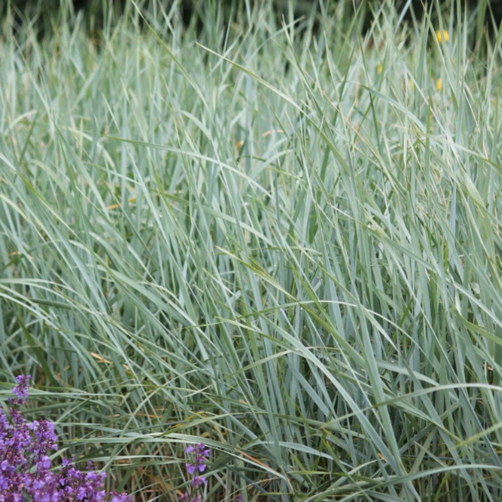 Iarba ornamentala albastra Leymus Arenarius Blue Dune