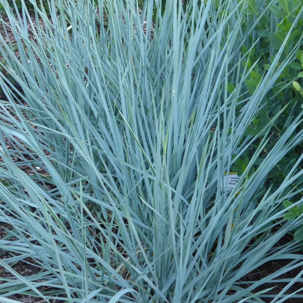 Iarba ornamentala albastra Leymus Arenarius Blue Dune