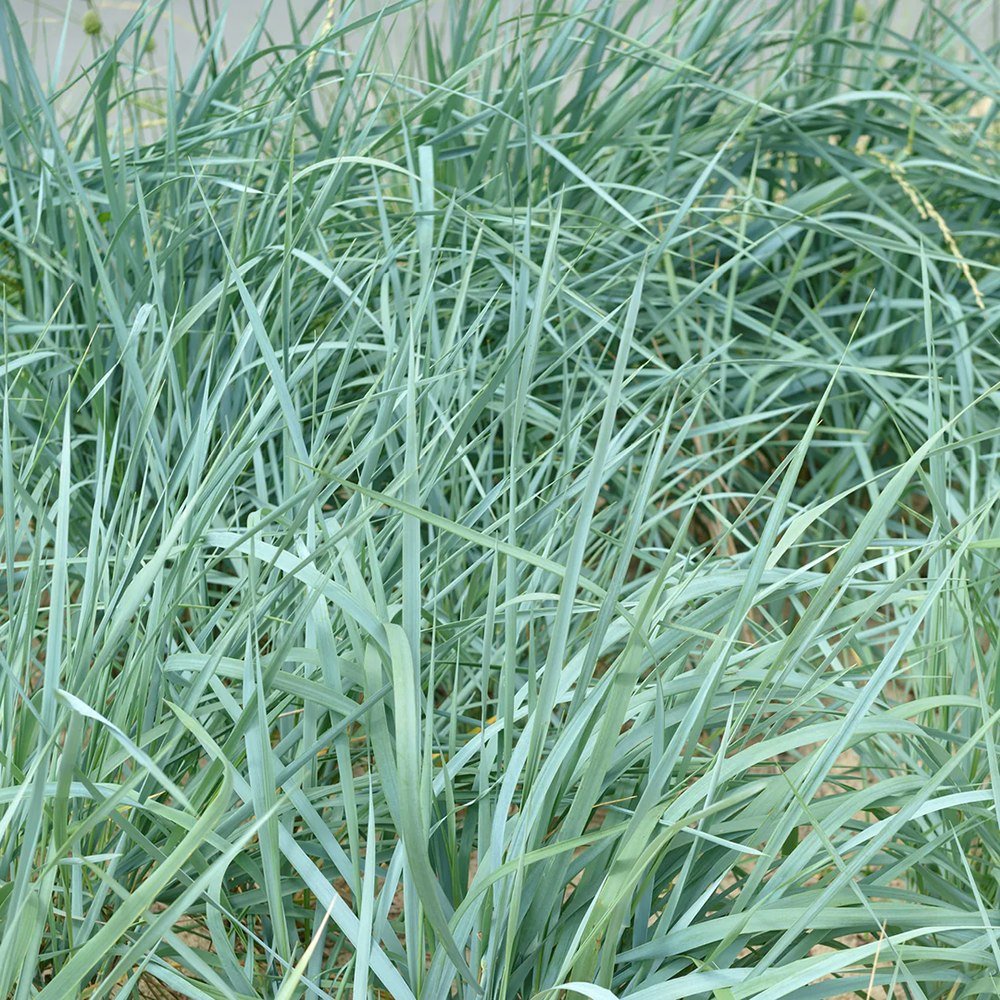 Iarba ornamentala albastra Leymus Arenarius Blue Dune