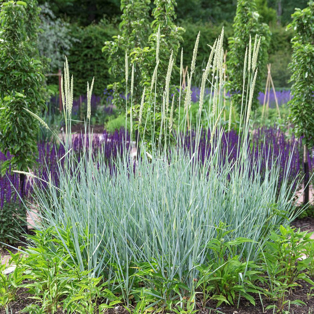 Iarba ornamentala albastra Leymus Arenarius Blue Dune