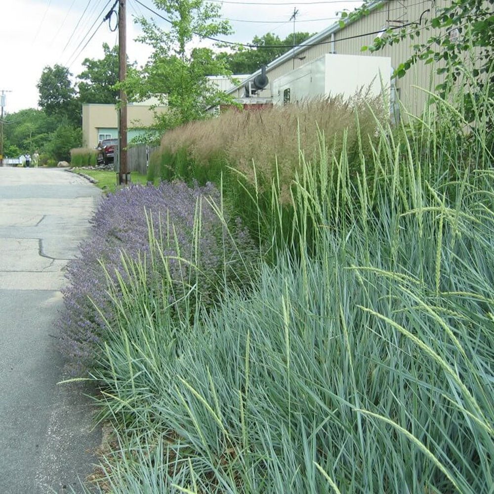 Iarba ornamentala albastra Leymus Arenarius Blue Dune