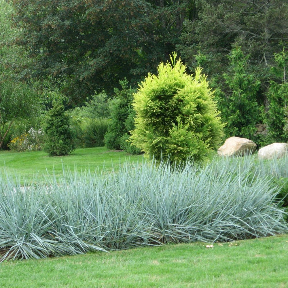 Iarba ornamentala albastra Leymus Arenarius Blue Dune