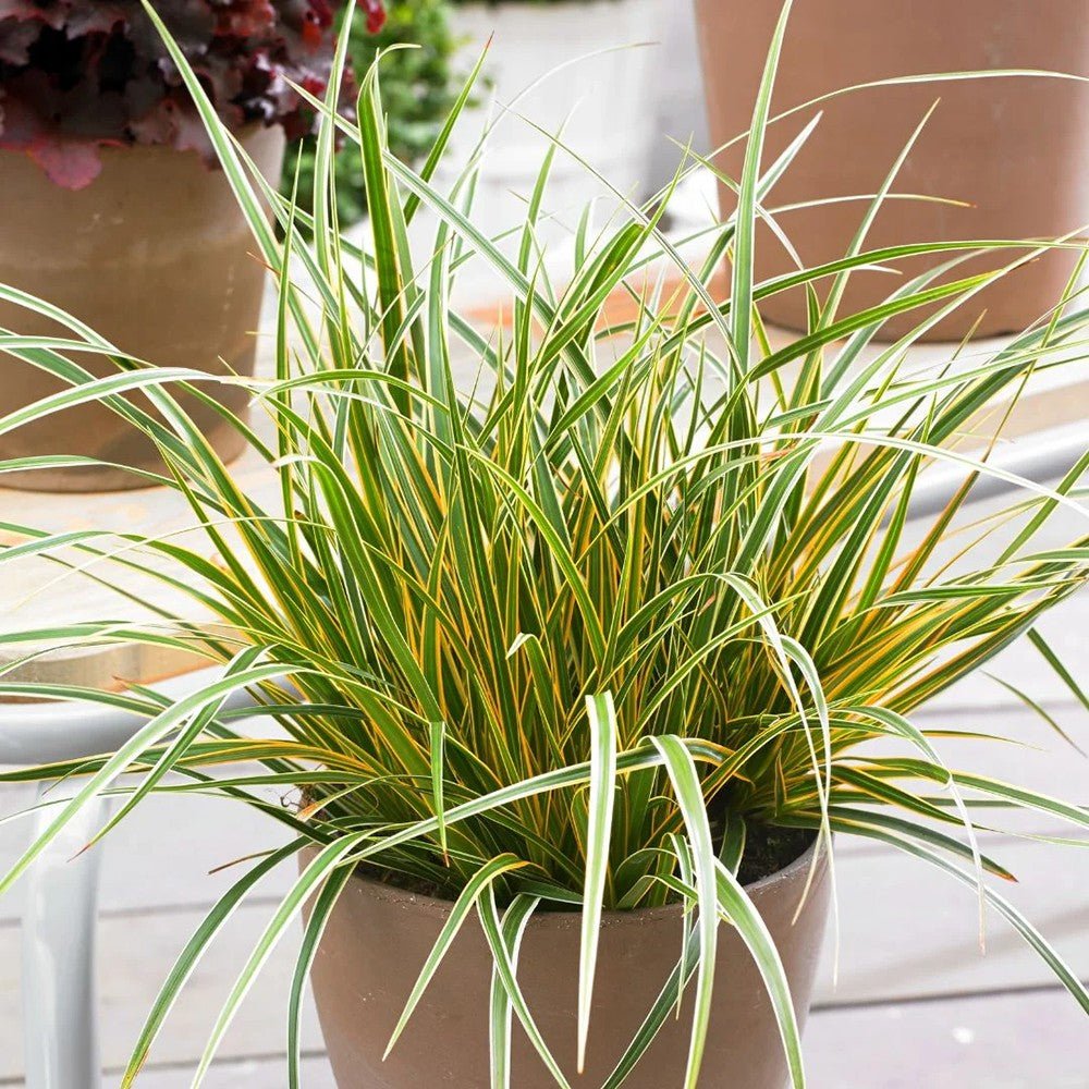 Iarba Ornamentala Carex Rogoz Everglow, verde-auriu