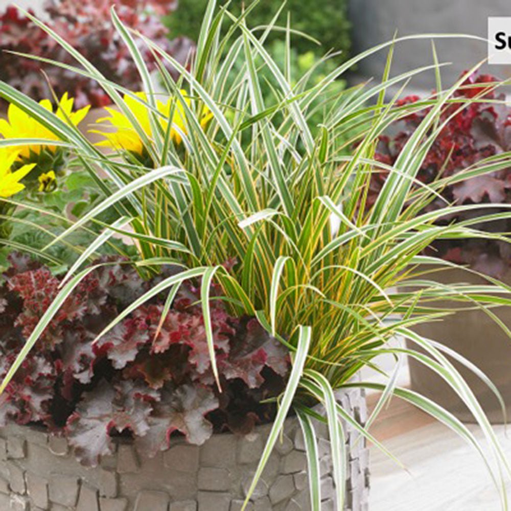 Iarba Ornamentala Carex Rogoz Everglow, verde-auriu