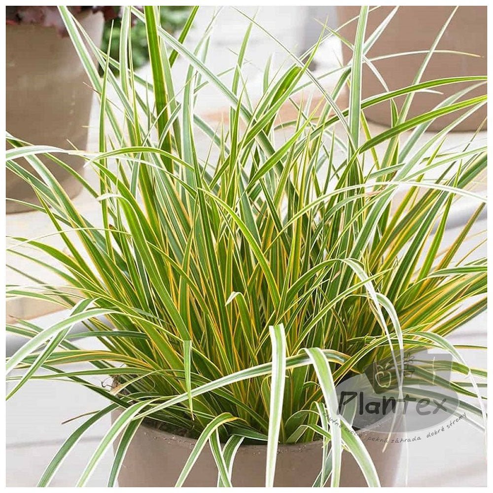 Iarba Ornamentala Carex Rogoz Everglow, verde-auriu