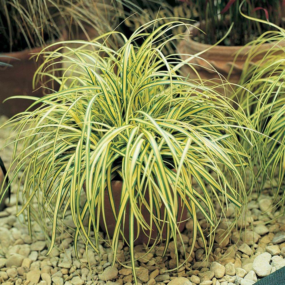 Iarba Ornamentala Carex Rogoz Evergold, verde-galbena