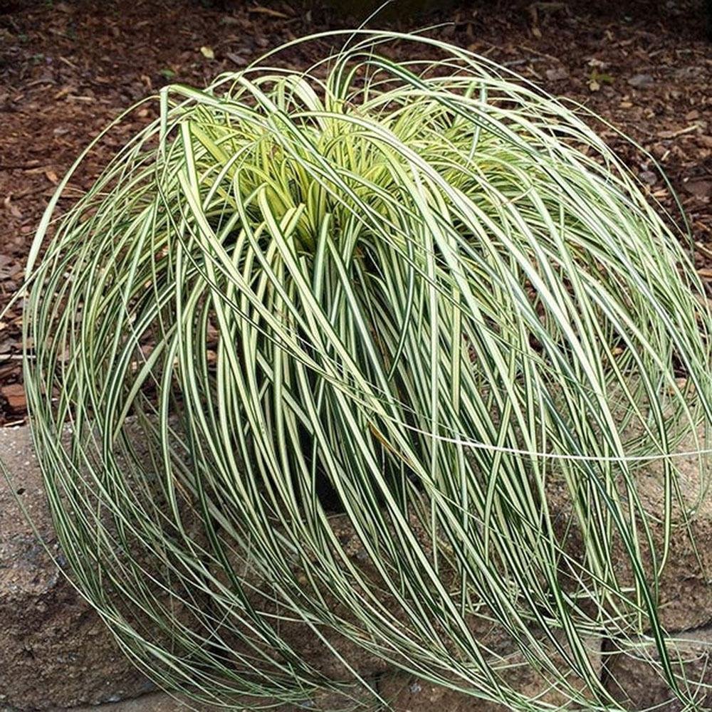 Iarba Ornamentala Carex Rogoz Evergold, verde-galbena