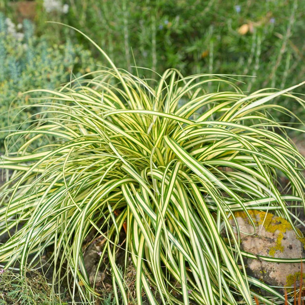 Iarba Ornamentala Carex Rogoz Evergold, verde-galbena