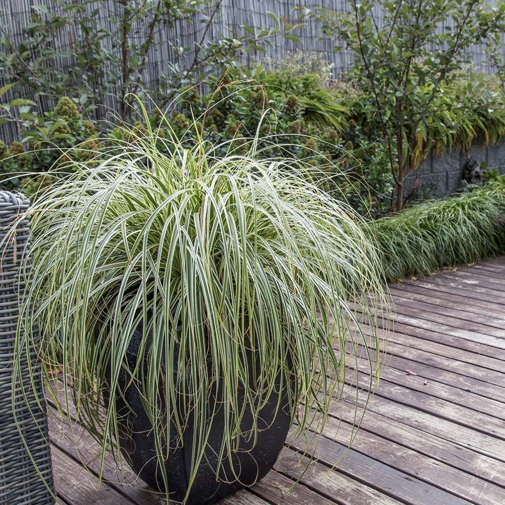 Iarba Ornamentala Carex Rogoz Feather Falls, verde-argintiu