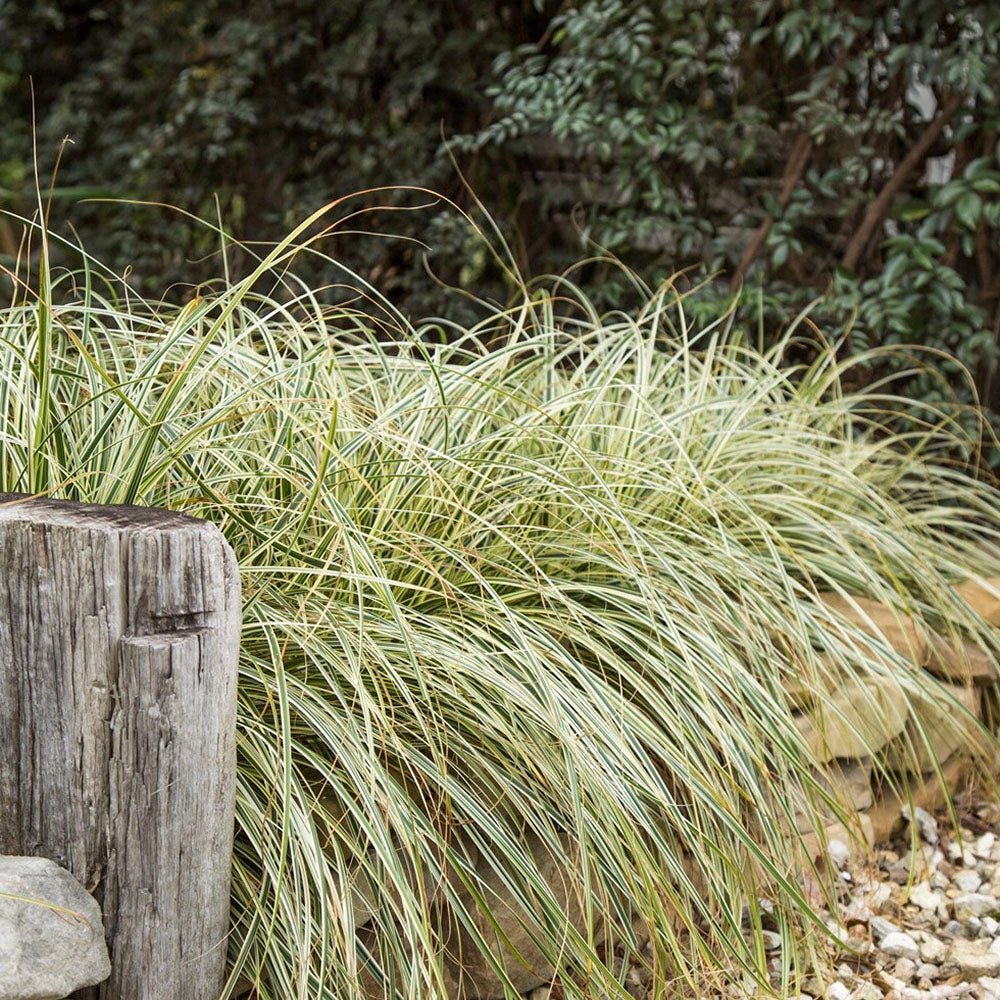 Iarba Ornamentala Carex Rogoz Feather Falls, verde-argintiu