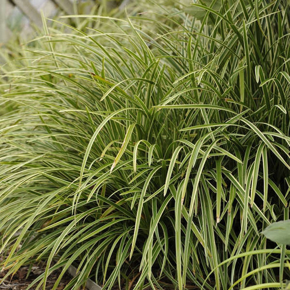 Iarba Ornamentala Carex Rogoz Ice Dance, verde-alb