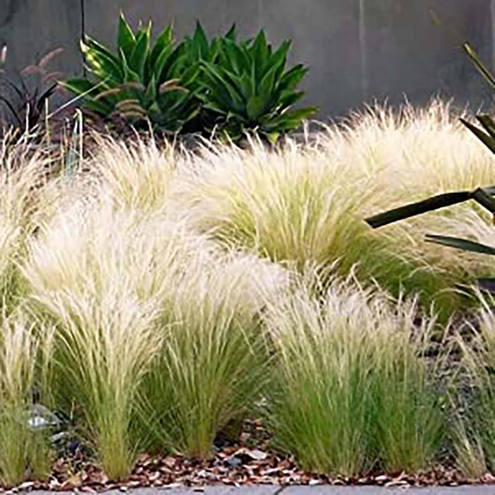 Iarba ornamentala coada de Ponei (Stipa Tenuissima Pony Tails)