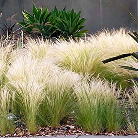 Iarba ornamentala coada de Ponei (Stipa Tenuissima Pony Tails)