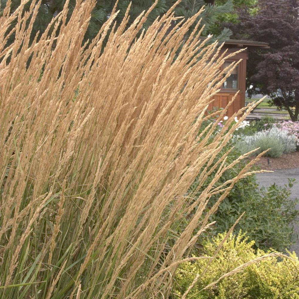 Iarba Ornamentala Karl Forster