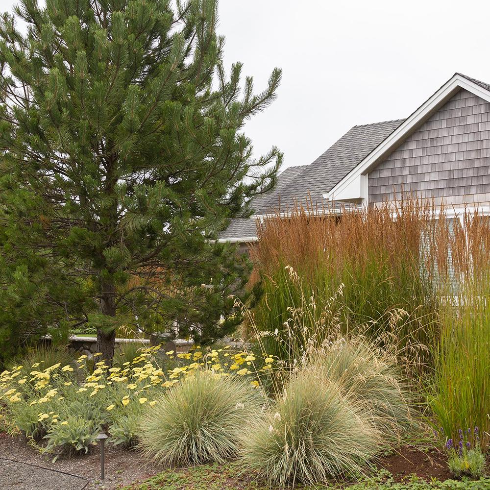 Iarba Ornamentala Karl Forster