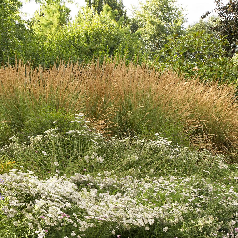 Iarba Ornamentala Karl Forster