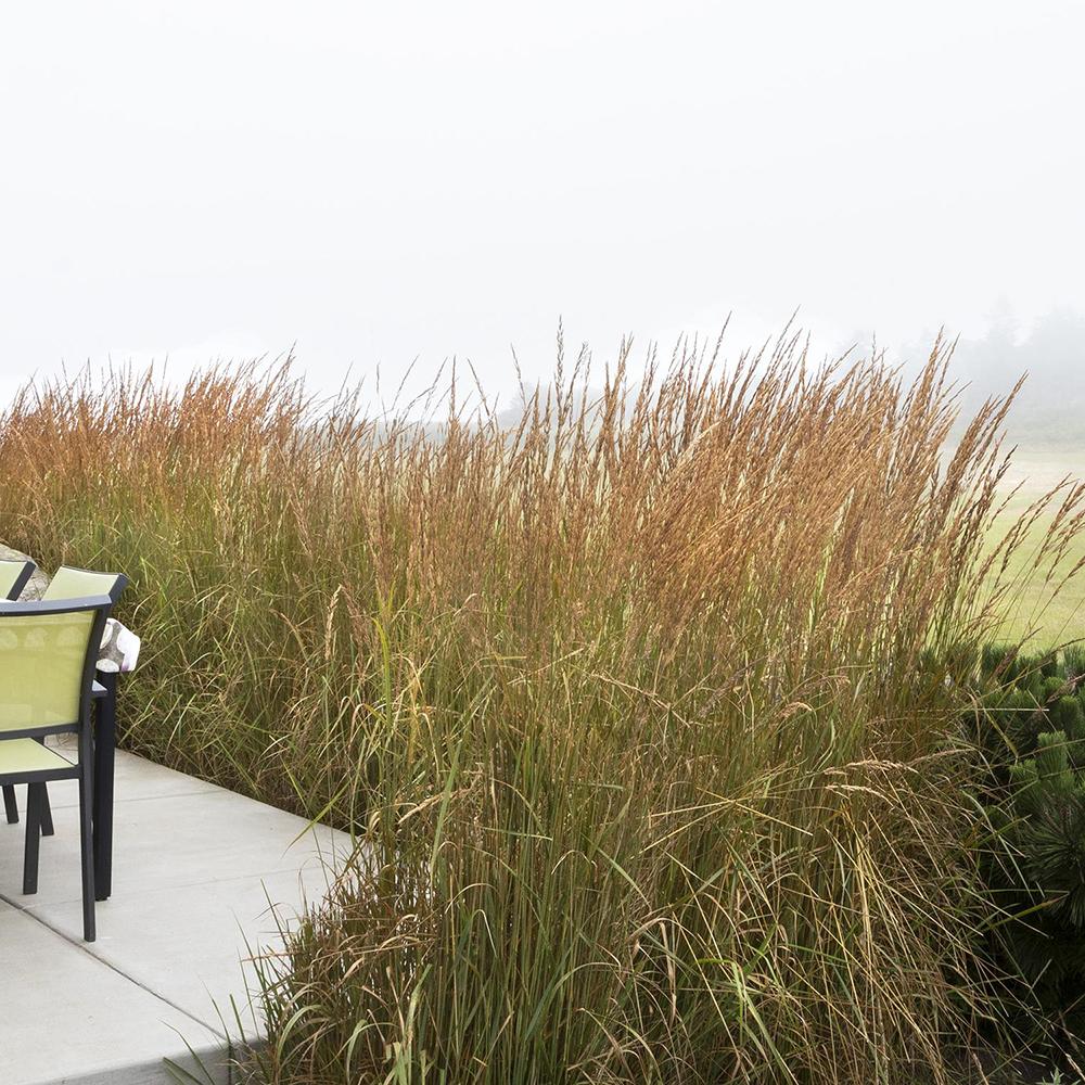 Iarba Ornamentala Karl Forster