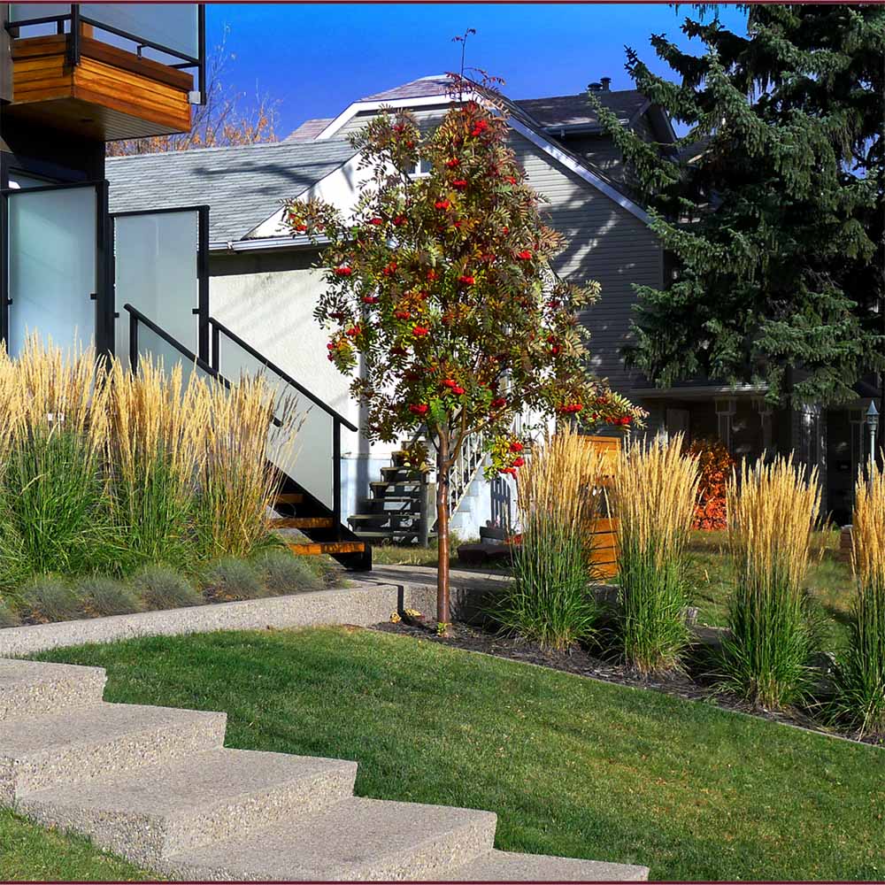 Iarba Ornamentala Karl Forster