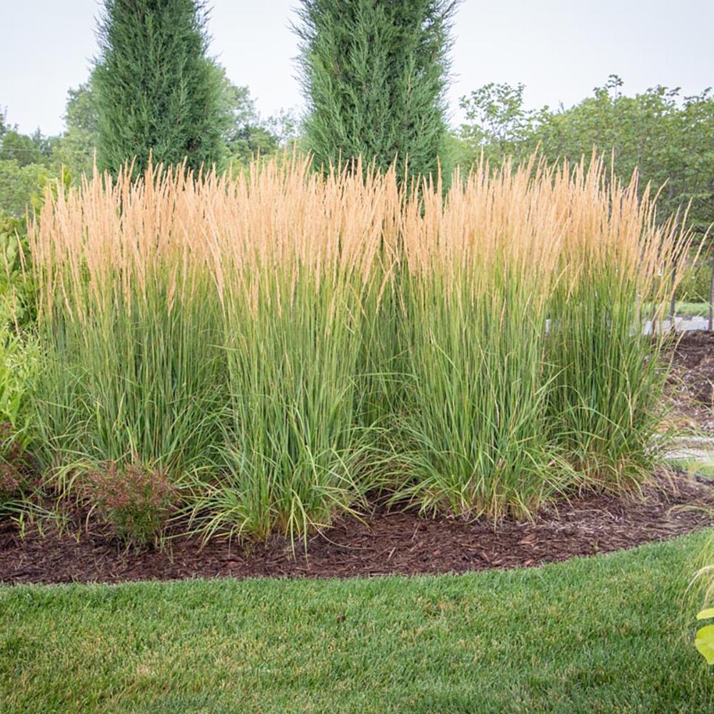 Iarba Ornamentala Karl Forster