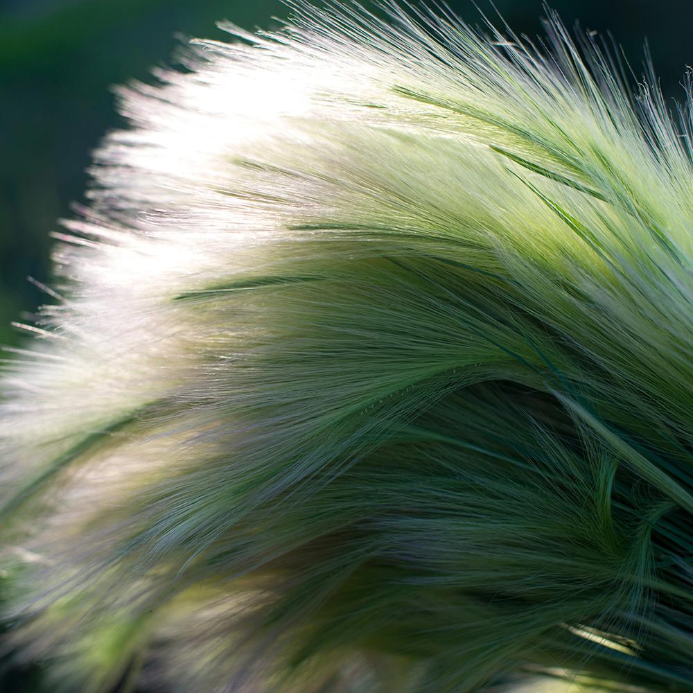 Iarba ornamentala coada de Ponei (Stipa Tenuissima Pony Tails)