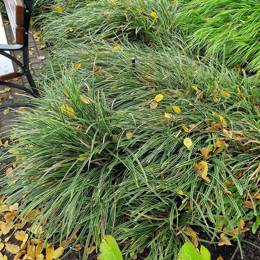 Iarba Ornamentala Carex Rogoz Evercream, verde-alb