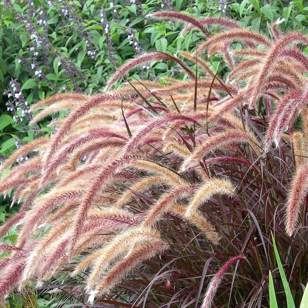 Iarba Ornamentala rosu Pennisetum Rubrum - VERDENA-35-45 cm inaltime, livrat in ghiveci de 3 l