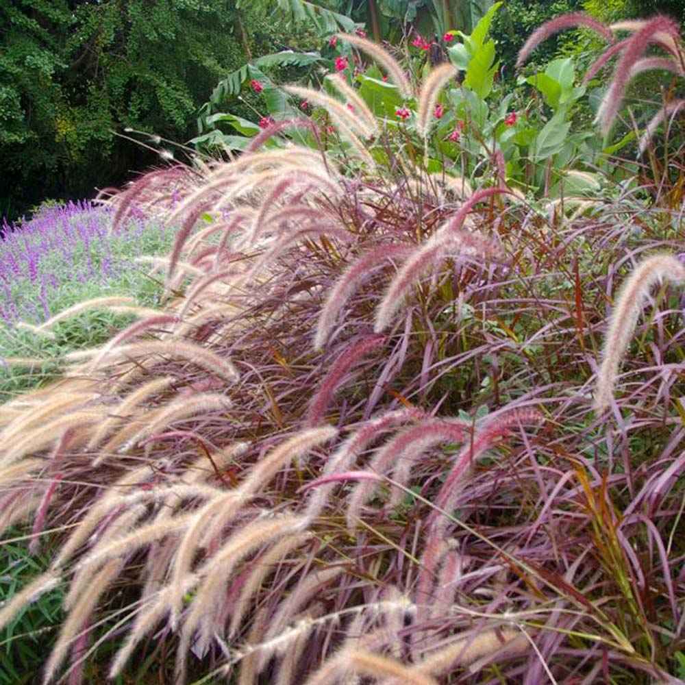 Iarba Ornamentala rosu Pennisetum Rubrum