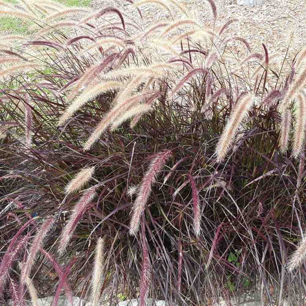 Iarba Ornamentala rosu Pennisetum Rubrum
